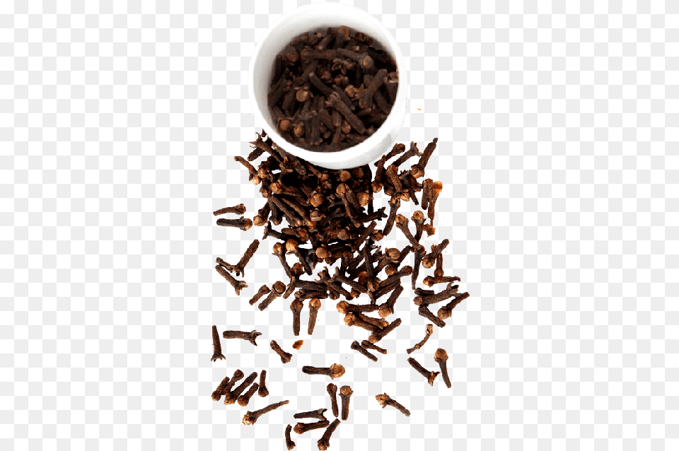 Top Quality Fresh Ceylon Spices Cloves From Sri Lanka Clove, Plant, Food Free Transparent Png