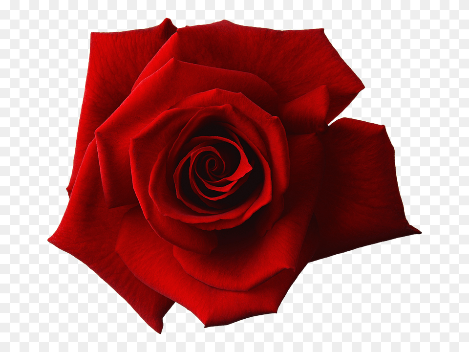 Top Red Rose Flower Transparent Images, Plant Free Png