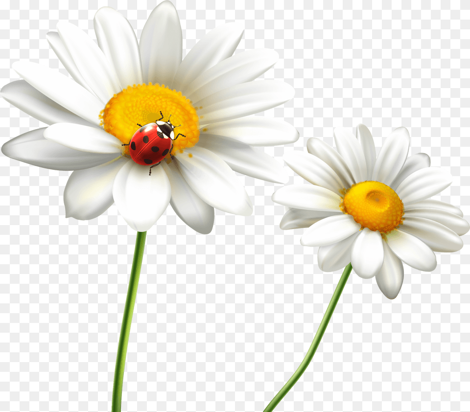 Top Ten Beautiful Flower Photo Copa Peru Beautiful Flowers Downloads, Pollen, Plant, Daisy, Petal Free Transparent Png