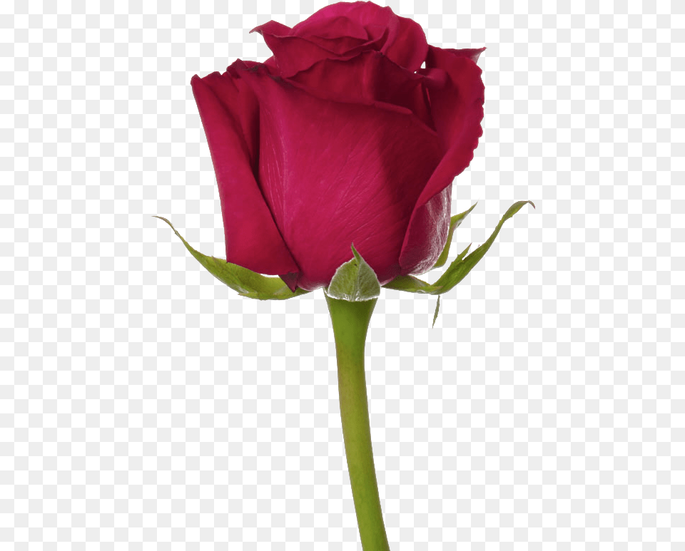 Top Ten Rose Flower, Plant Free Transparent Png