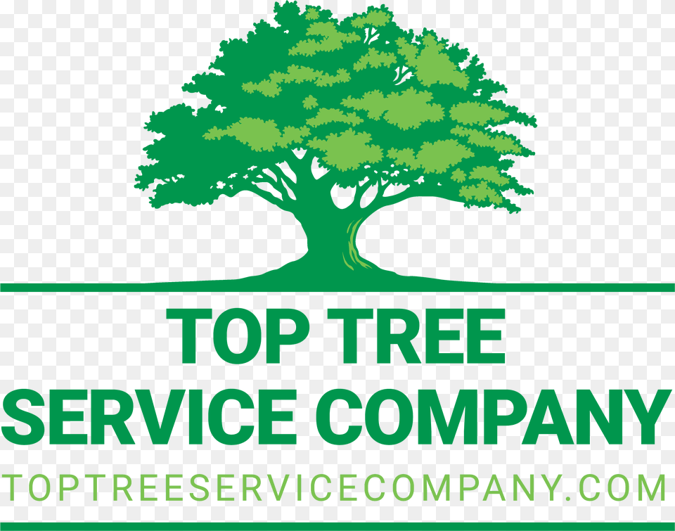 Top Tree Service Company Oak Tree Logo, Vegetation, Green, Sycamore, Plant Png