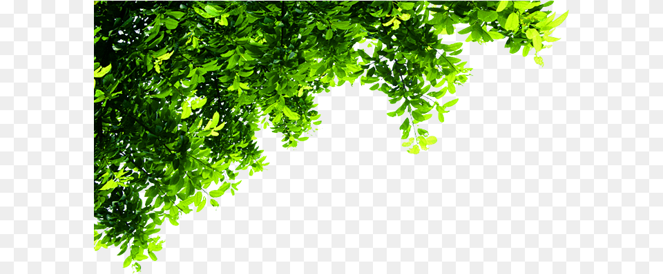 Top Tree Transparent Background 4153 Icons And Tree Background Hd, Green, Vegetation, Plant, Leaf Free Png