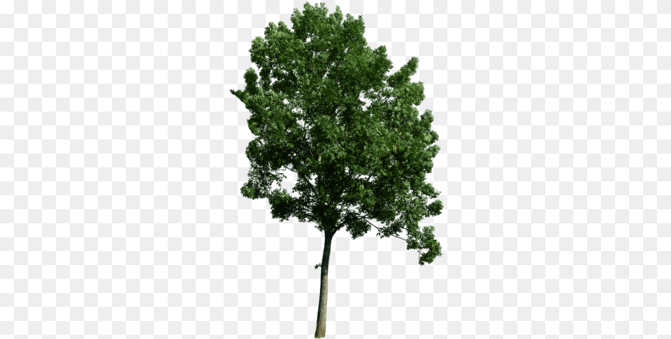 Top Tree Background Freeiconspng Realistic Tree Tree, Oak, Plant, Sycamore, Tree Trunk Free Transparent Png