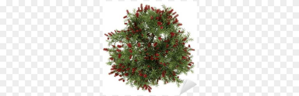 Top View Of Bottlebrush Tree Isolated On White Background Flower Tree Top View, Conifer, Plant, Pine, Yew Png Image