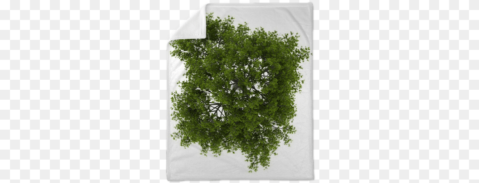 Top View Of Crack Willow Tree Isolated We Live To Change Texture For Trees Top View, Herbal, Herbs, Oak, Plant Png