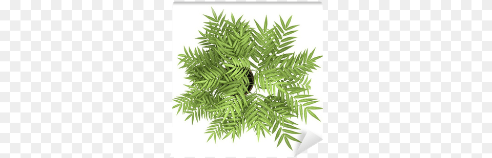 Top View Of Decorative Tree In Pot Isolated Top View Plant, Fern, Leaf, Conifer, Potted Plant Free Png Download