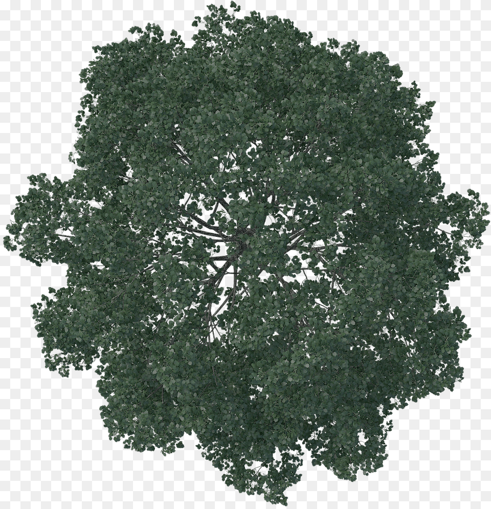 Top View Of Pine Tree High Res Transparent U0026, Oak, Plant, Sycamore, Vegetation Free Png Download