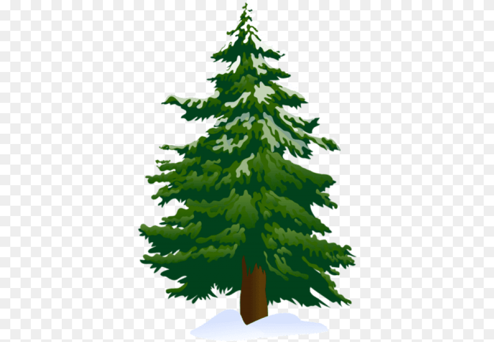 Top View Of Pine Tree High Res Pine Tree Clipart, Fir, Plant, Conifer, Person Free Png Download
