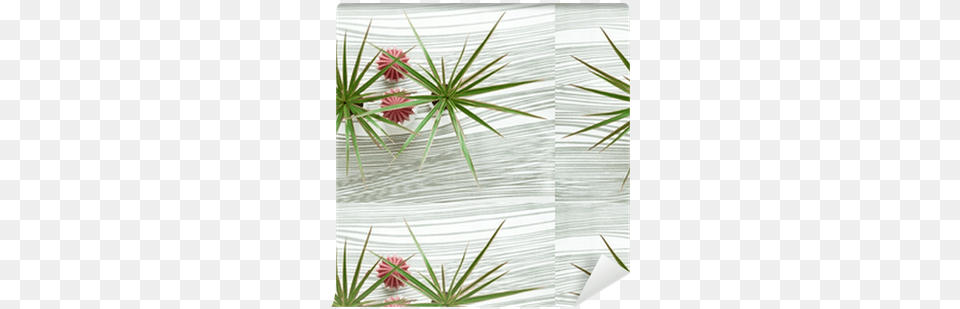 Top View Of Two Yucca Plants On Waved Background Craft, Agavaceae, Sprout, Plant, Flower Png