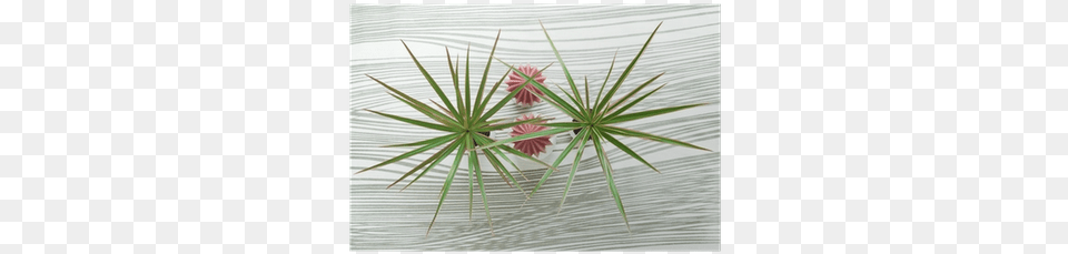 Top View Of Two Yucca Plants On Waved Background Hedgehog Cactus, Agavaceae, Bud, Flower, Plant Free Transparent Png