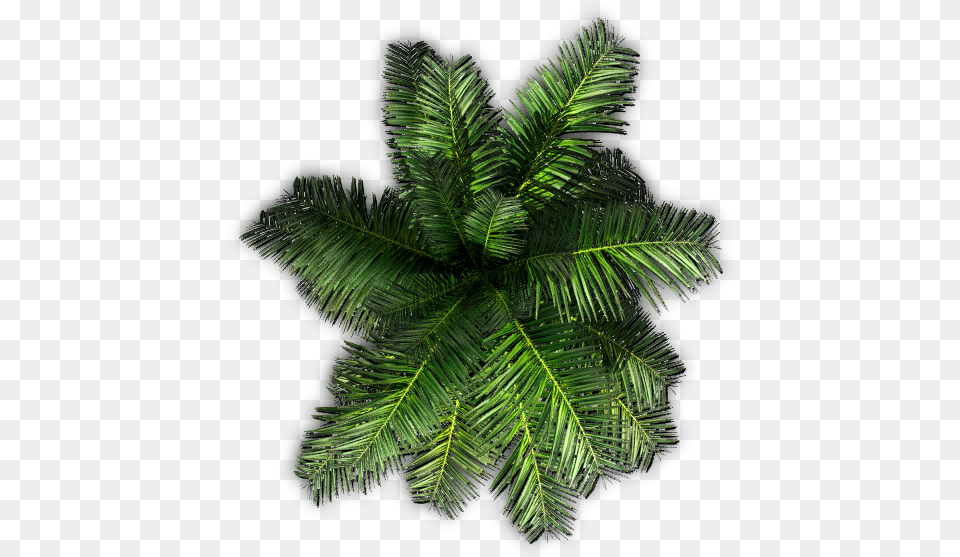 Top View Palm Trees, Leaf, Plant, Tree, Fern Free Png Download