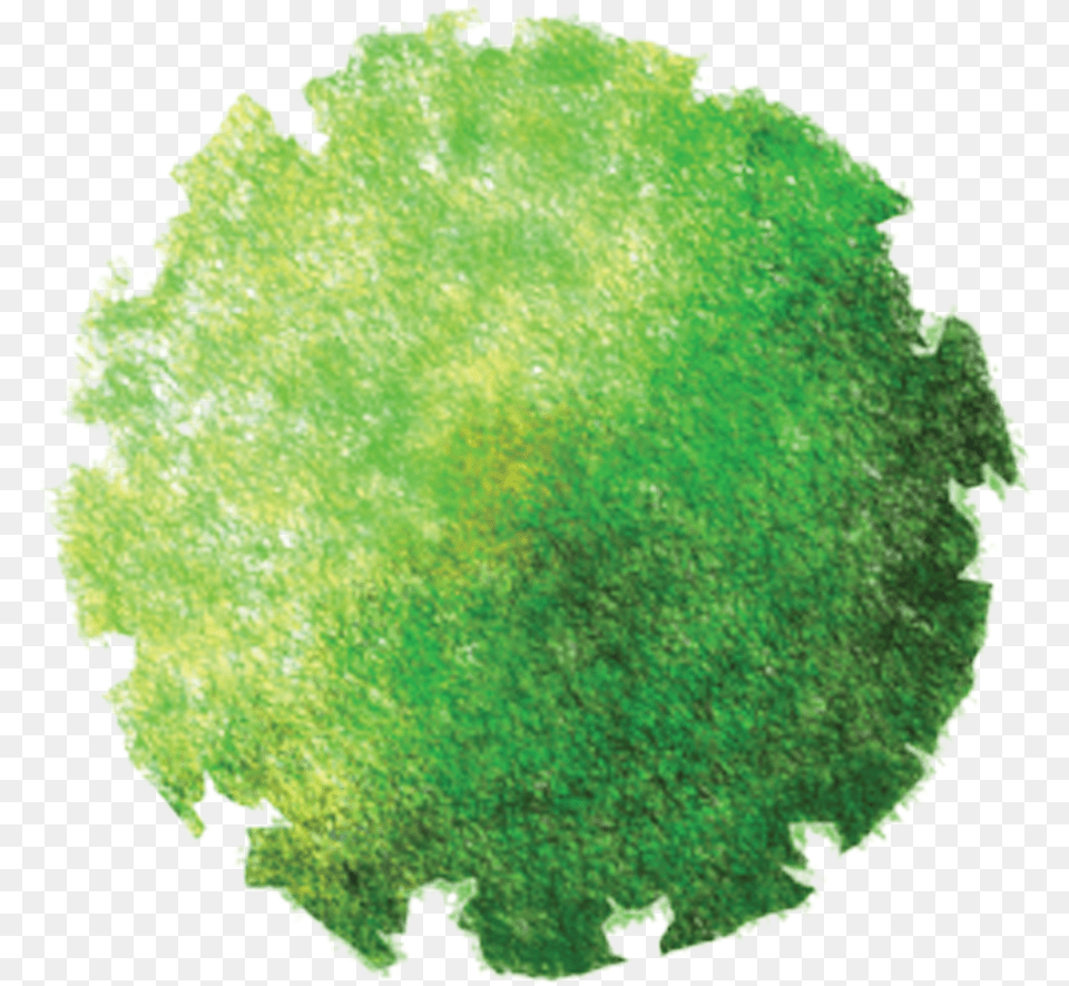 Top View Photoshop Tree, Green, Moss, Plant, Vegetation Free Png Download