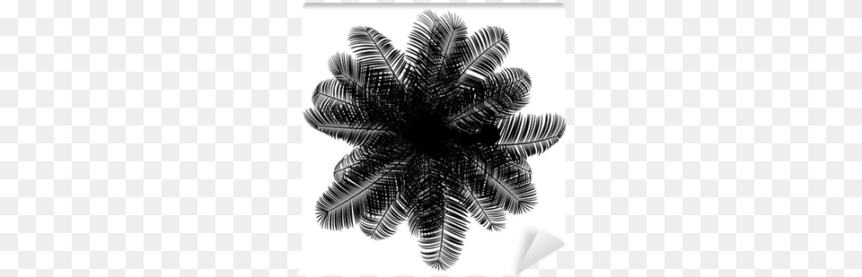 Top View Silhouette Of Coconut Palm Tree Isolated On Palm Trees Silhouette Top, Plant, Fern, Leaf, Palm Tree Png