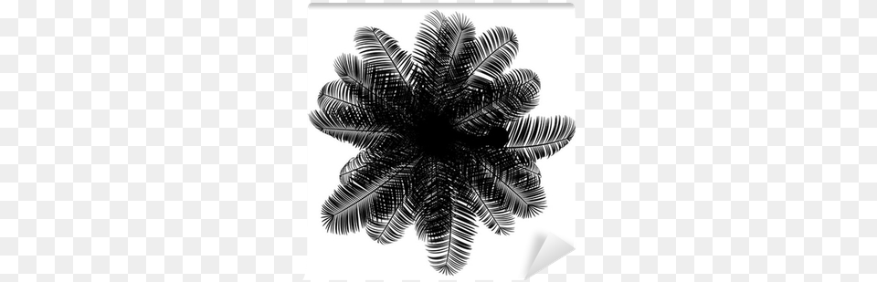 Top View Silhouette Of Coconut Palm Tree Isolated Top View Palm Tree Silhouette, Plant, Fern, Leaf, Palm Tree Free Transparent Png