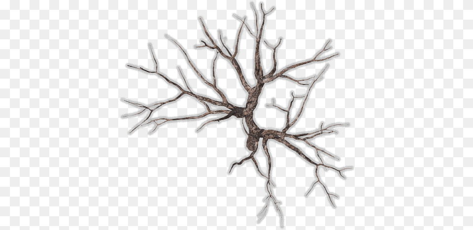 Top View Tree, Ice, Nature, Outdoors, Weather Free Transparent Png