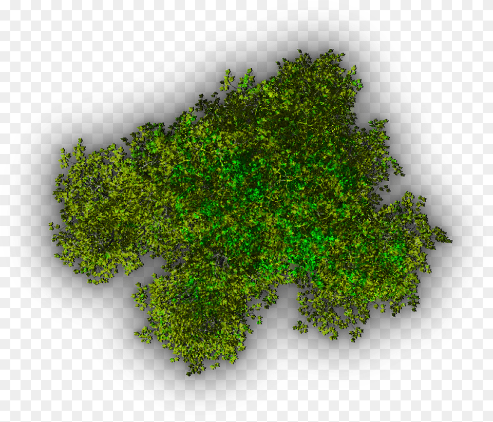Top View Tree Icon Plant Plan View, Green, Moss, Vegetation, Accessories Png Image