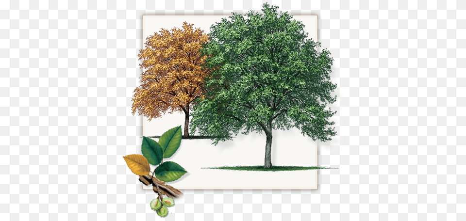Top View Trees Picture Cedar Elm Trees, Sycamore, Herbal, Herbs, Vegetation Free Transparent Png