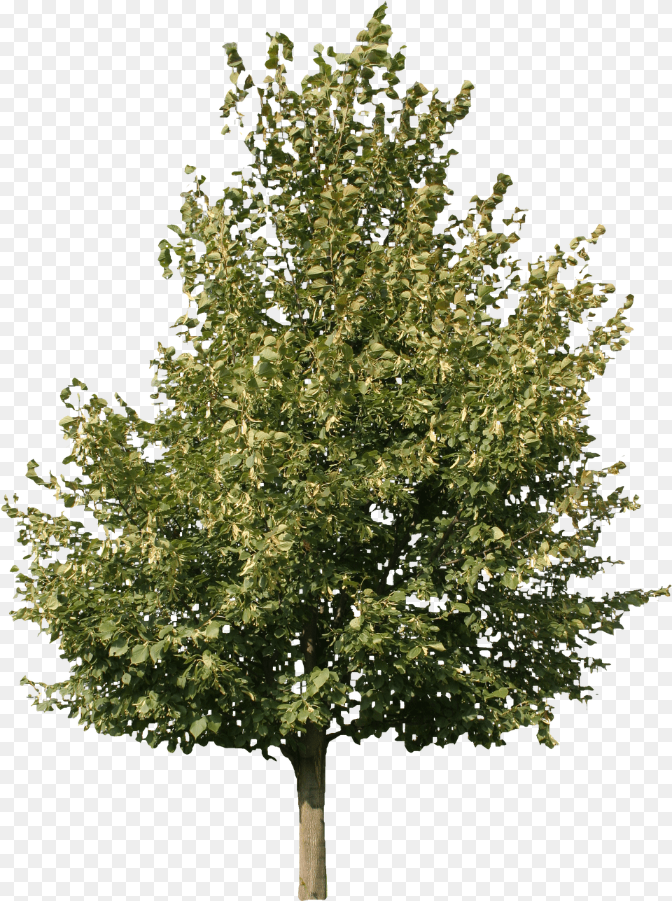 Top View Trees Picture Fraxinus Ornus, Logo Png Image