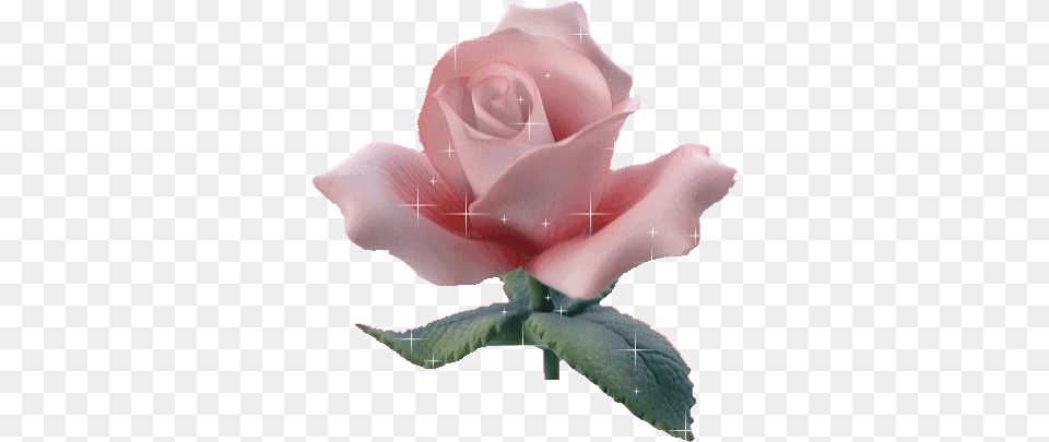 Top White Rose Stickers For Android U0026 Ios Gfycat Flowers, Flower, Petal, Plant, Person Free Transparent Png