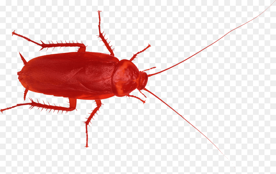 Top Worst Cities For Roaches, Animal, Insect, Invertebrate, Cockroach Free Transparent Png