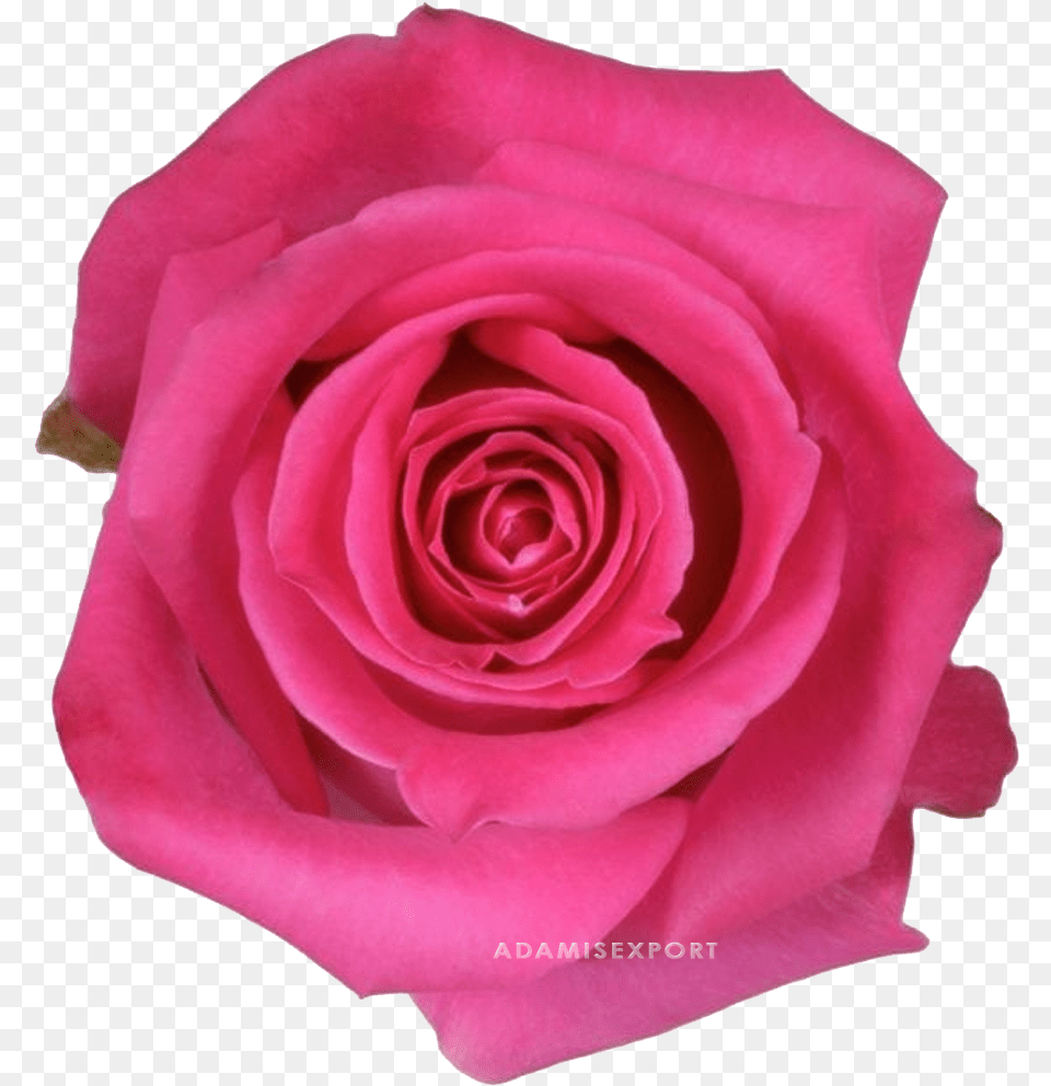 Topaz Rose Rosa Topaz, Flower, Petal, Plant Free Png Download