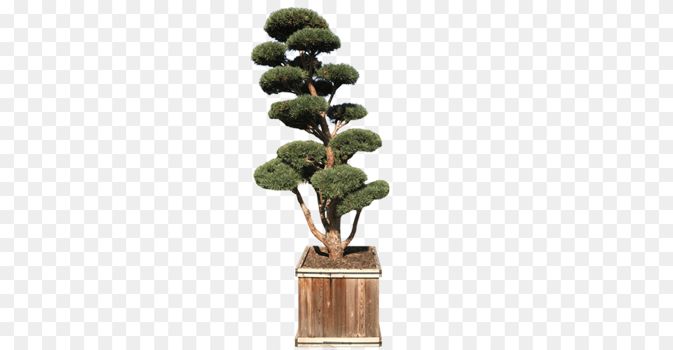 Topiaries Green Acres Nursery Supply, Plant, Potted Plant, Tree, Conifer Free Transparent Png