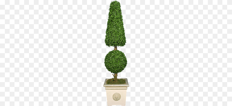 Topiary Box, Conifer, Plant, Potted Plant, Tree Free Transparent Png