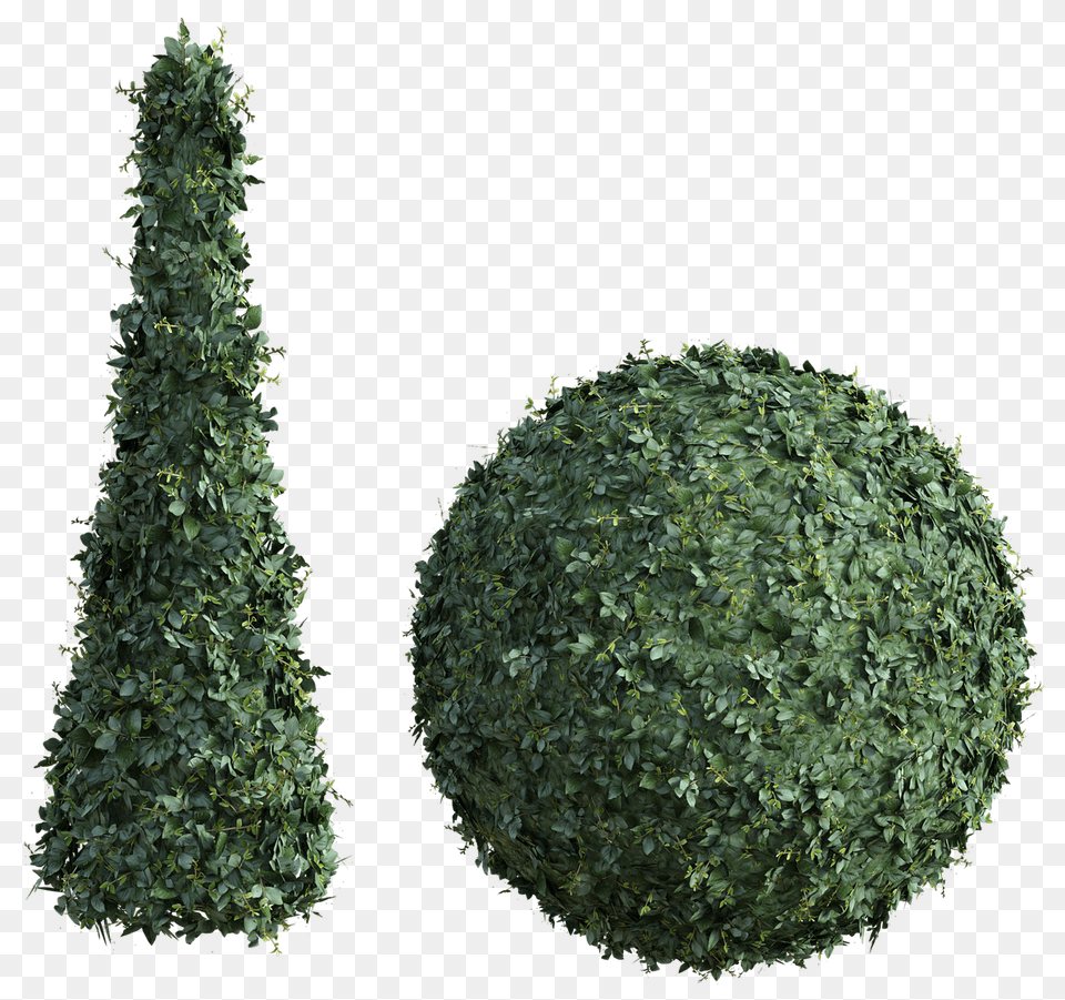 Topiary Bush Tall Hedge Round Green Leaves Shrub Christmas Tree, Plant, Vegetation, Conifer, Fence Png