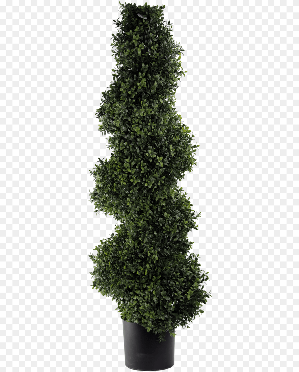 Topiary Hedge, Conifer, Fir, Plant, Potted Plant Free Png Download