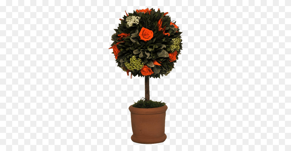 Topiary Orange A Piece Of Africa, Rose, Potted Plant, Flower, Flower Arrangement Free Png