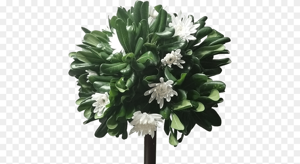 Topiary Tokyo, Flower, Flower Arrangement, Flower Bouquet, Plant Png