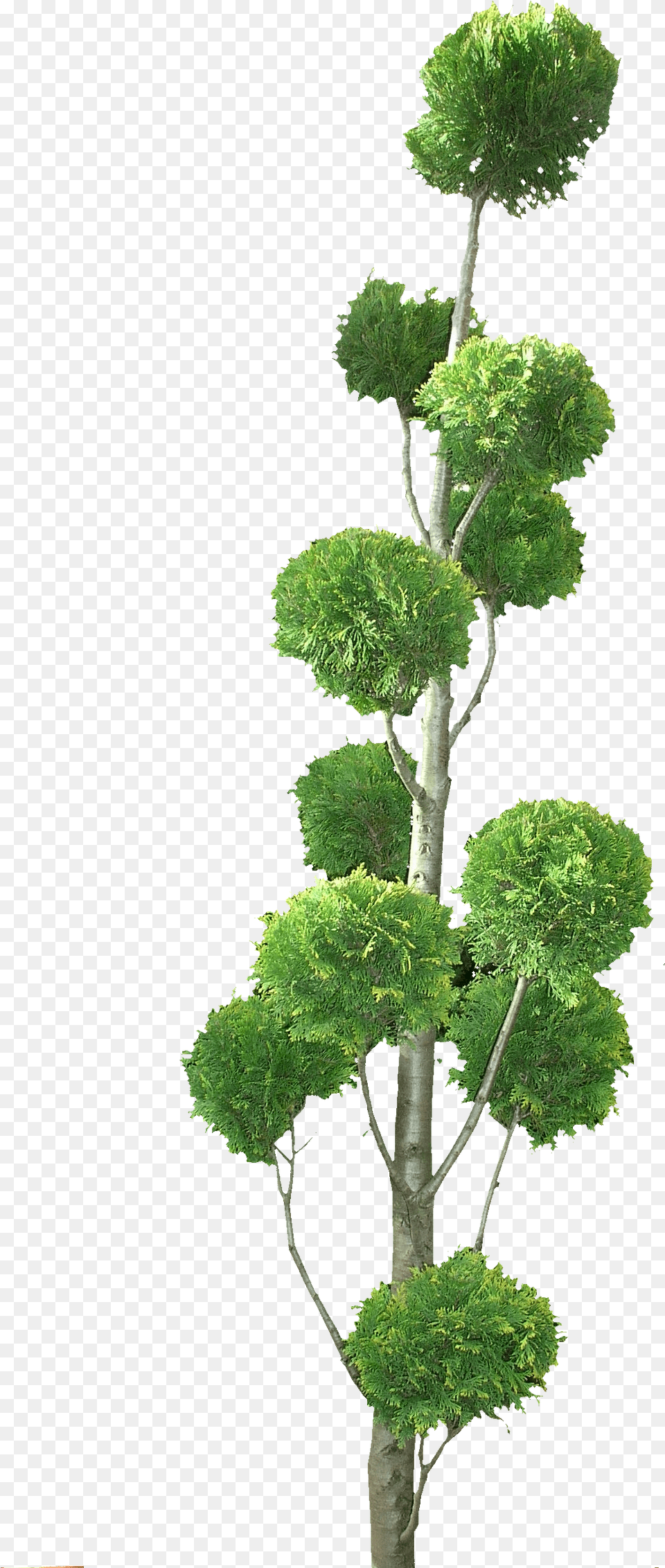 Topiary Tree Topiary Tree, Green, Plant, Potted Plant, Leaf Free Png