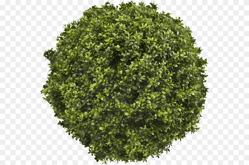 Topiary Trees Top View, Plant, Tree, Vegetation, Moss Png