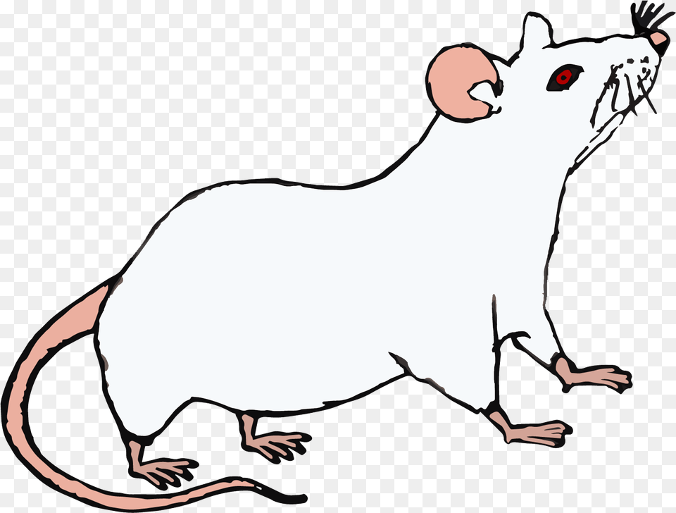 Topo Bianco Rat, Animal, Mammal, Rodent Png Image