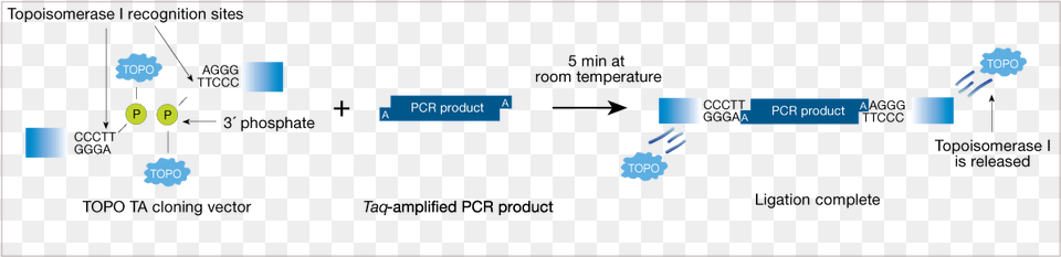 Topo Cloning Mechanism, Network Png Image