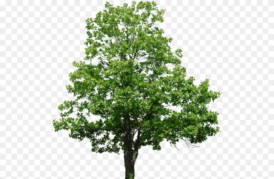 Topol, Oak, Plant, Sycamore, Tree Png Image