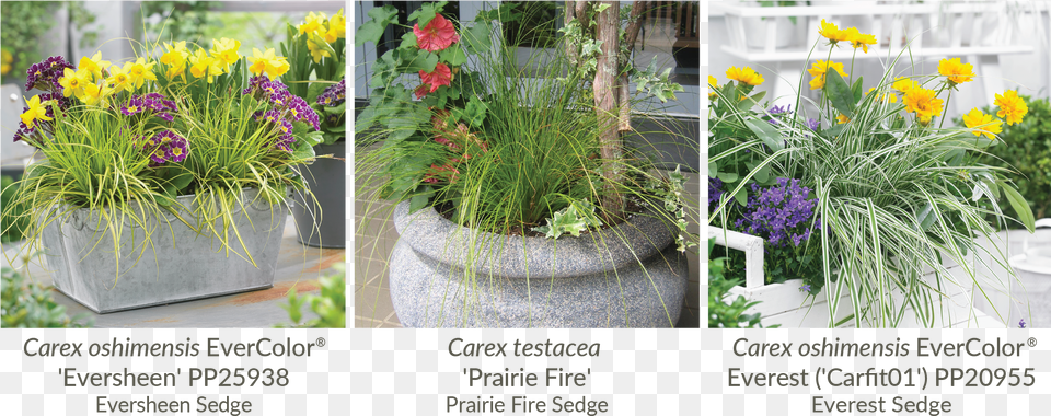 Torch Lily, Plant, Garden, Vase, Jar Free Png Download