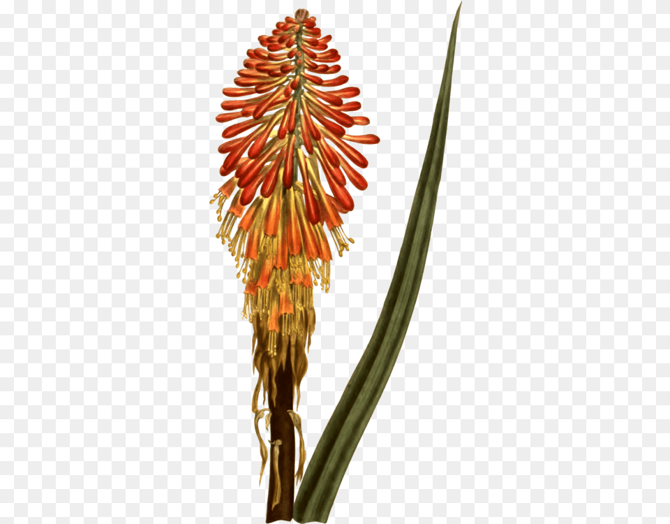 Torch Lilyplantflower Clipart Royalty Free Svg Red Hot Poker Transparent, Aloe, Plant, Flower Png