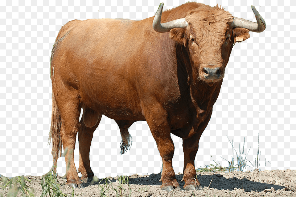 Toro Colorado With No Toro, Animal, Bull, Mammal, Cattle Png Image