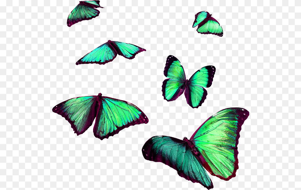 Torqouise Butterflies Flying Insects Stickerfreetoedit Flying Butterfly For Editing, Purple, Animal, Insect, Invertebrate Free Png Download