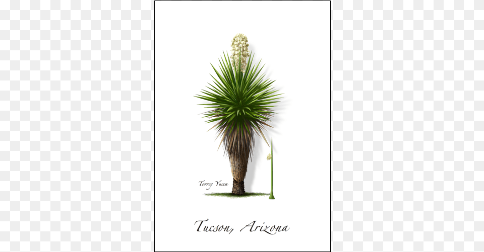Torrey Yucca Yucca Faxoniana, Plant, Agavaceae, Tree Png Image