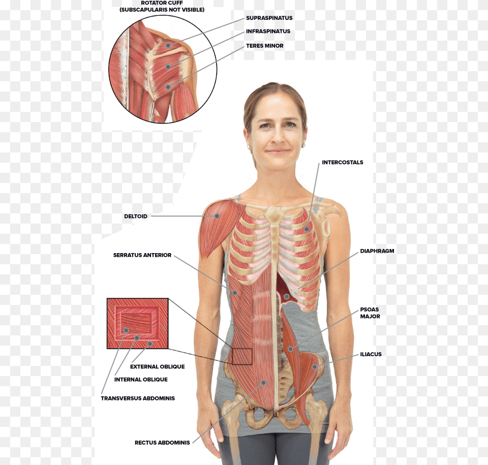 Torso And Shoulder Anatomy Rib Cage And Abs, Adult, Female, Person, Woman Free Png