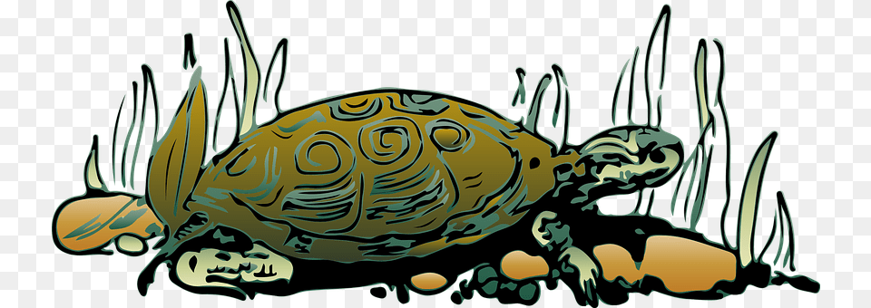 Tortoise Animal, Reptile, Sea Life, Turtle Free Png