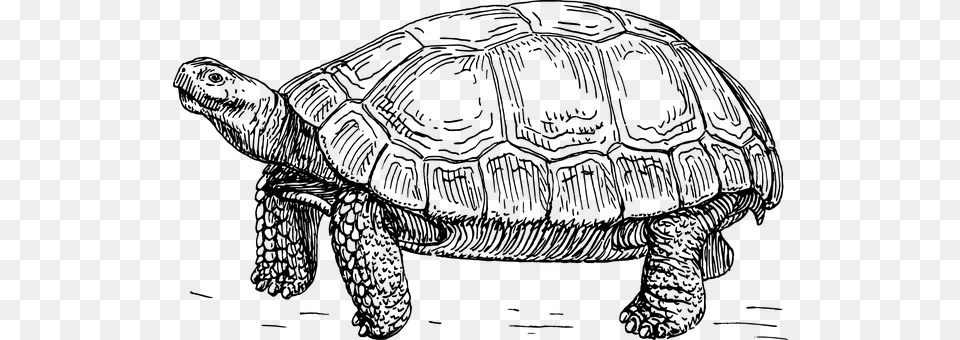 Tortoise Gray Free Png Download