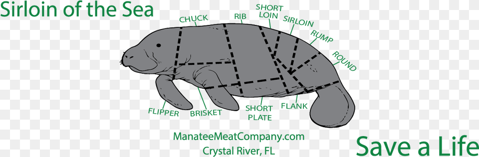 Tortoise, Animal, Mammal, Manatee, Reptile Free Png Download