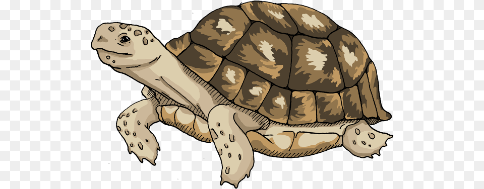 Tortoise, Animal, Sea Life, Reptile, Turtle Free Png Download