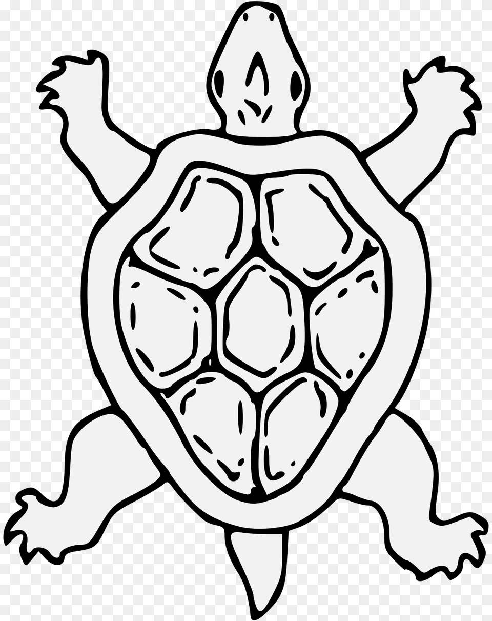 Tortoise, Baby, Person, Animal, Face Free Transparent Png