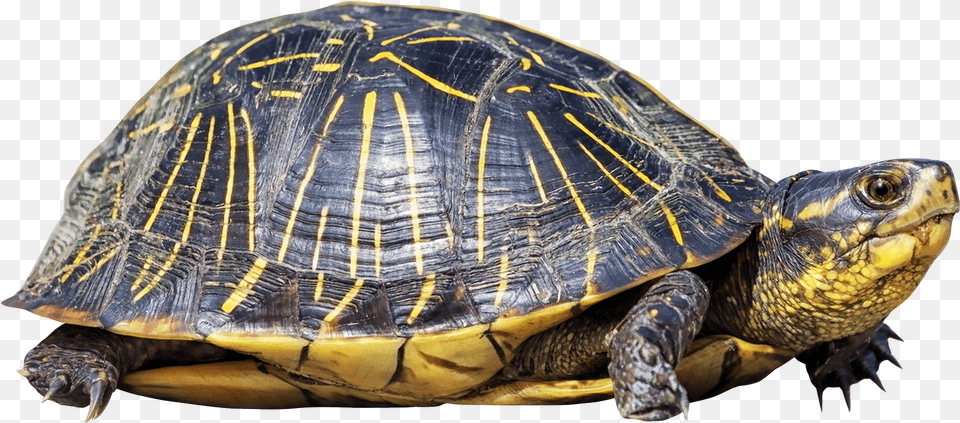 Tortoise, Animal, Box Turtle, Reptile, Sea Life Png