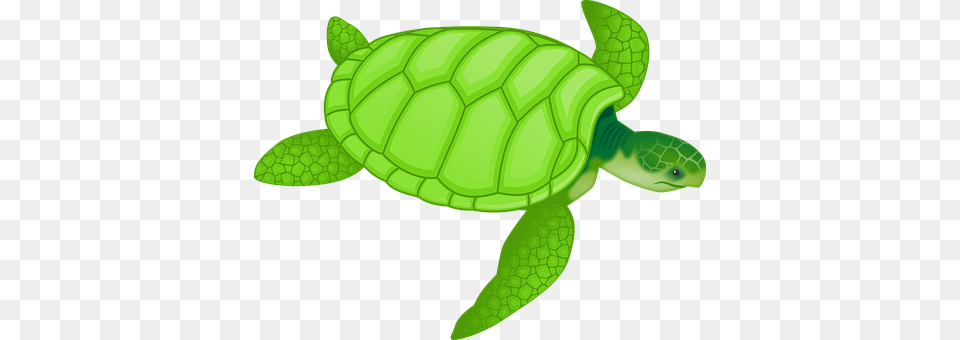 Tortoise Animal, Green, Reptile, Sea Life Free Png Download