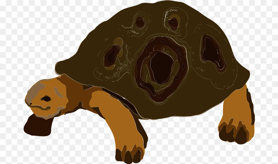 Tortoise Animal Clipart Download, Reptile, Sea Life, Turtle, Baby Free Png